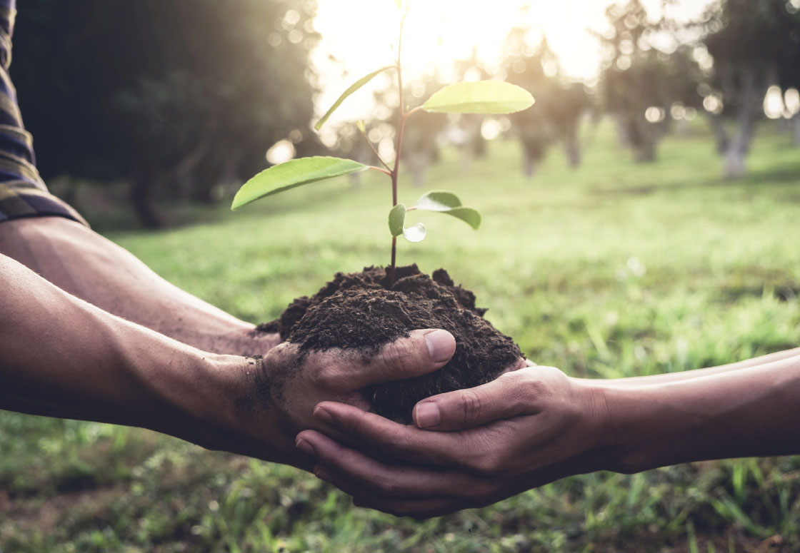 two people holding a seedling ready to plant